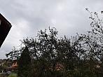 Olešná
