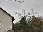 Olešná