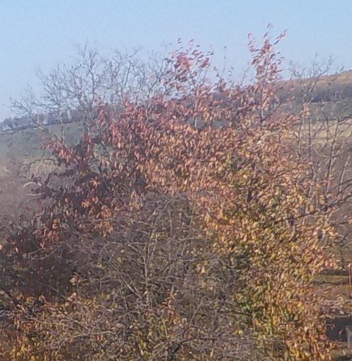 Blatnička