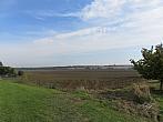 Třibřichy