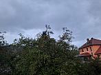 Olešná