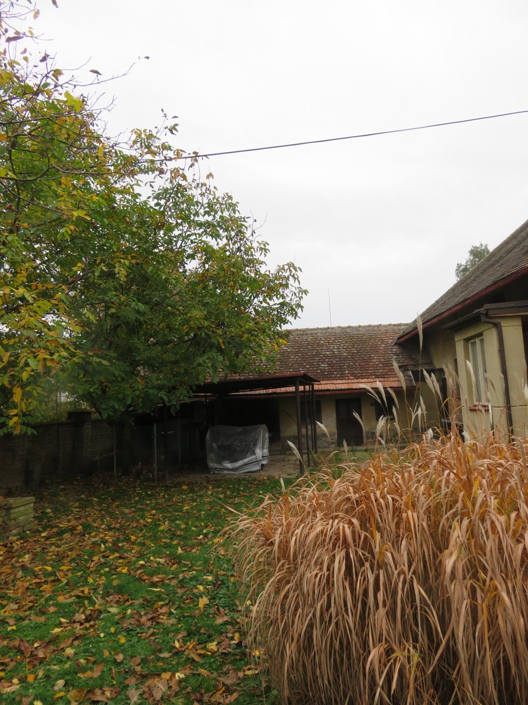 Třibřichy