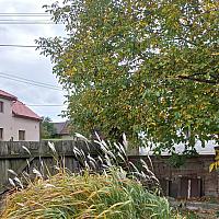 Třibřichy