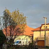 Třibřichy
