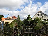 Třibřichy