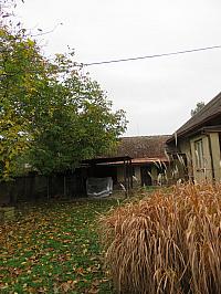 Třibřichy