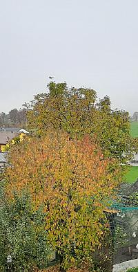Mohelnice