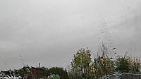 Rybí