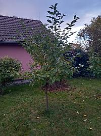 Svatý Mikuláš