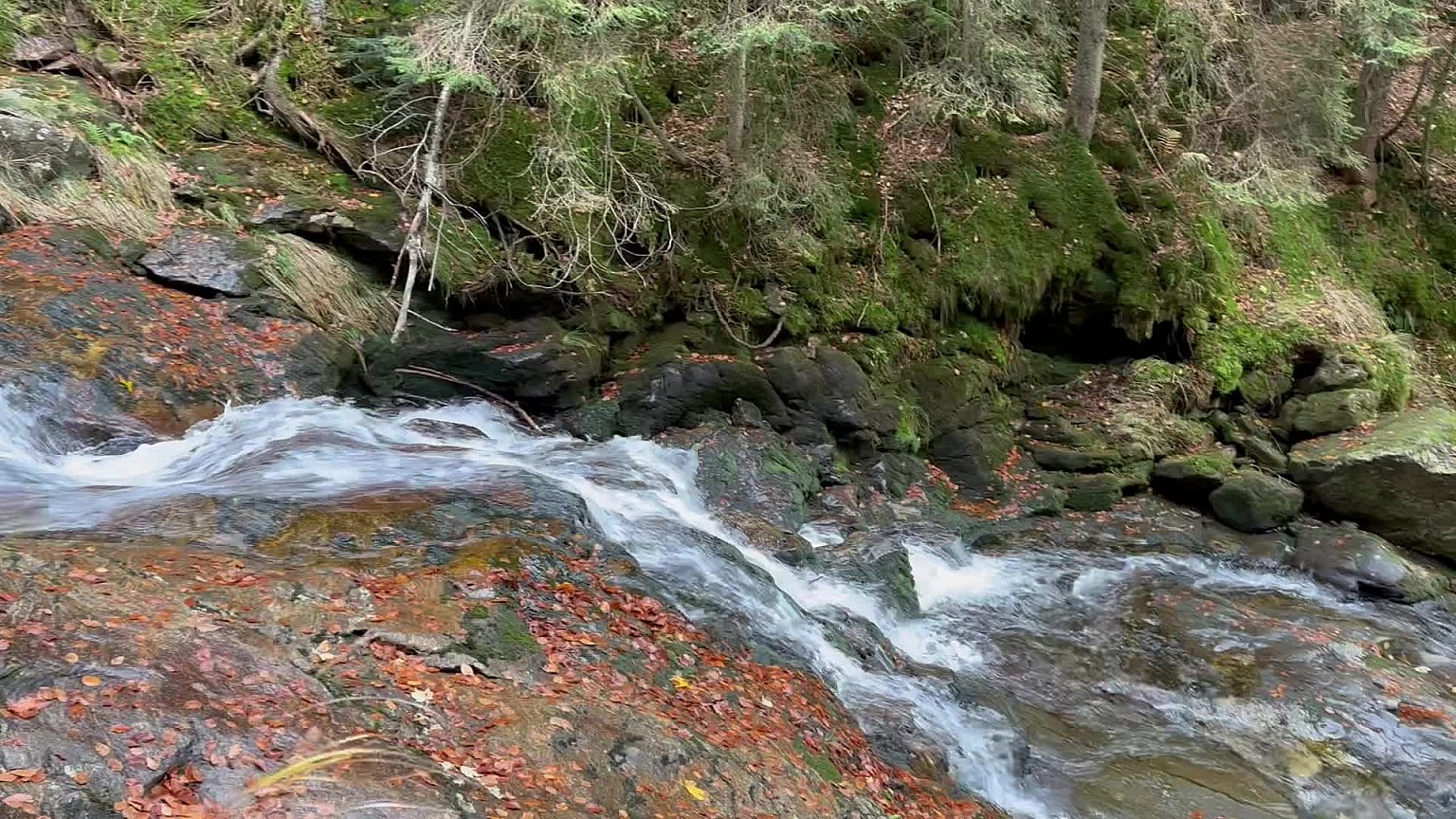 Rieslochfälle