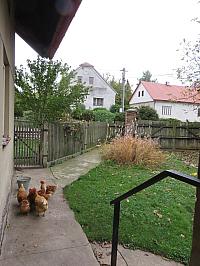 Třibřichy
