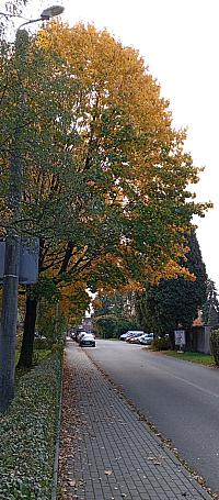 Český Těšín