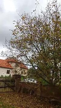 Třibřichy