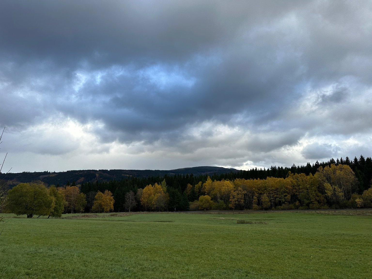Srní