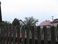 Třibřichy