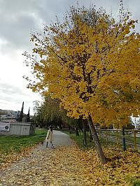 Čadca