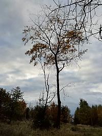 Čadca
