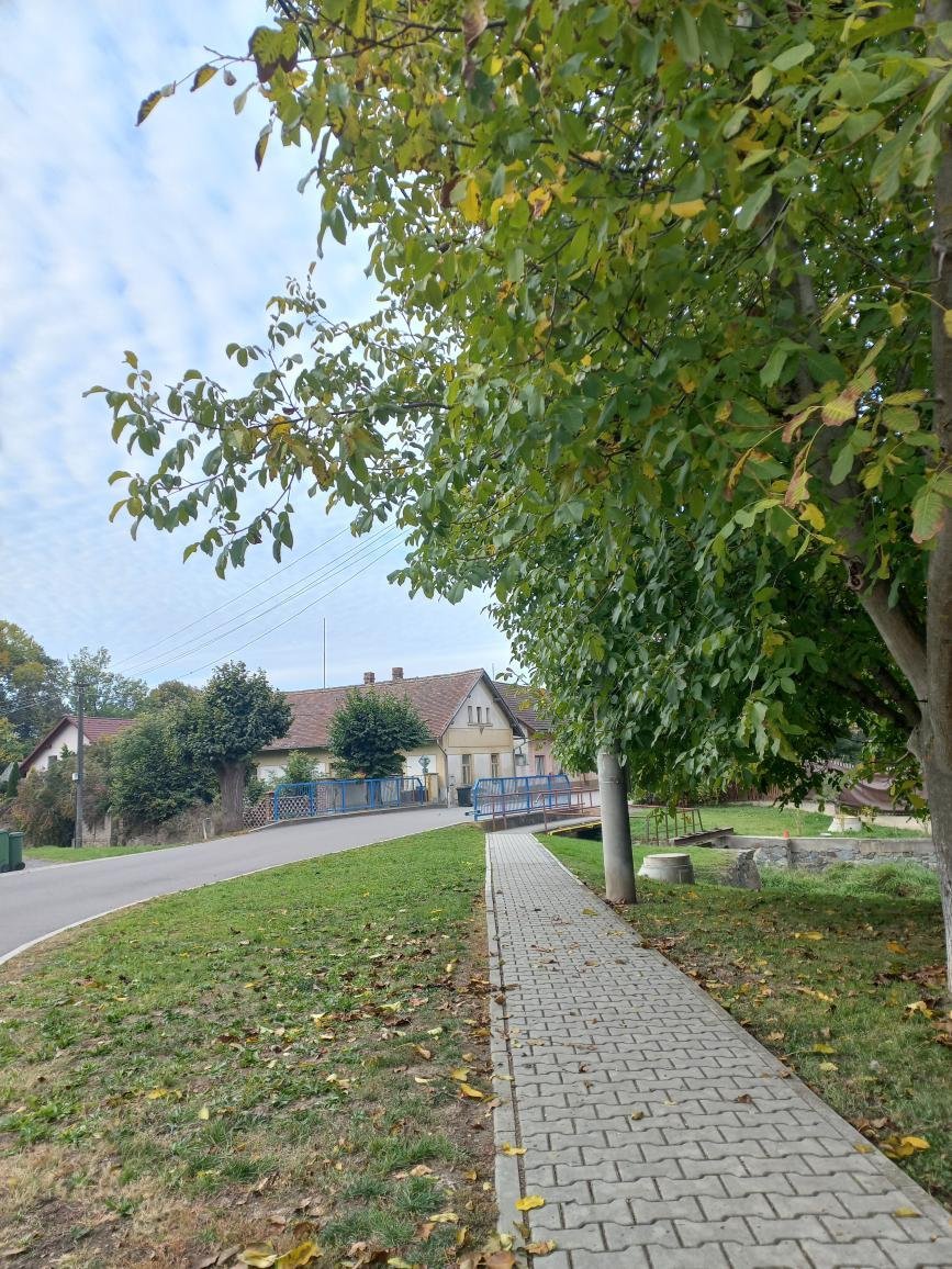 Třibřichy