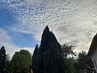 Olešná