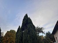 Olešná