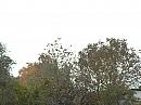 Nitra