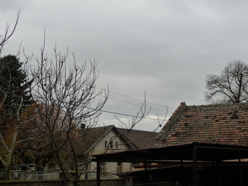 Třibřichy