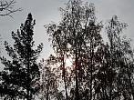 Borovina