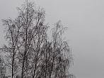 Borovina