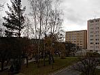 Borovina