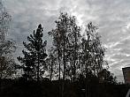 Borovina