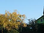 Třibřichy