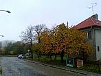 Borovina