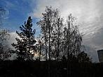 Borovina
