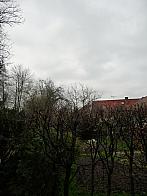 Třibřichy