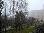 Borovina
