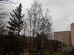 Borovina