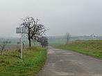 Třibřichy
