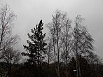 Borovina