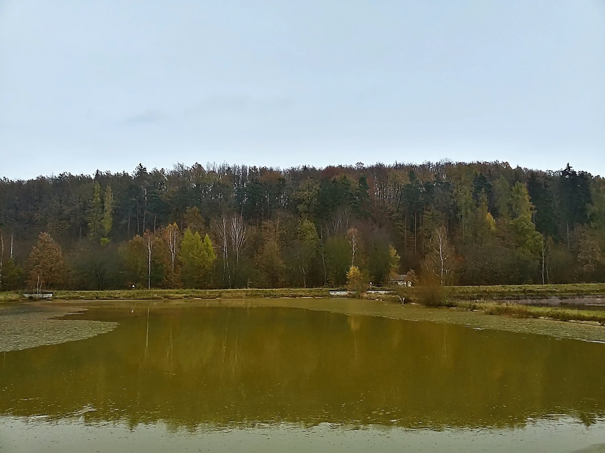Vidov
