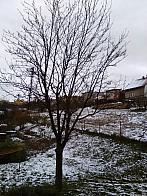 Skalité