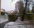Borovina