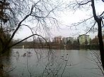 Borovina