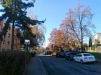 Borovina