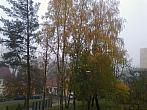 Borovina