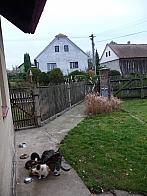 Třibřichy