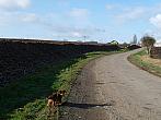 Třibřichy