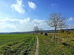 Vidov