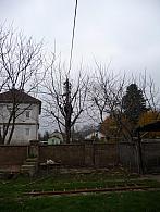 Třibřichy