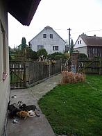 Třibřichy