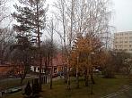 Borovina
